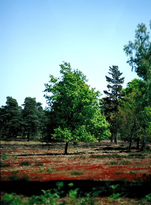 Poly Chrome 100D Colour Slide (35mm)